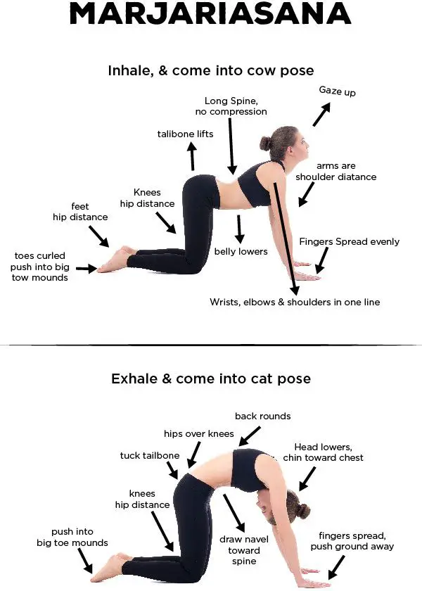 yoga for neck pain- cat stretch