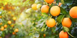 1. oranges - foods that calm nerves