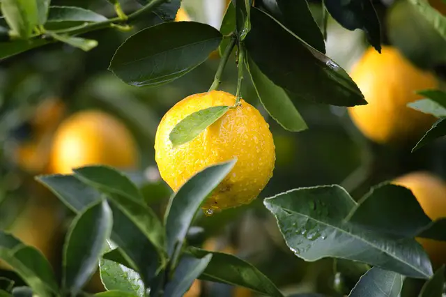 lemon - detoxifying foods for liver