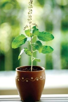 tulsi  or Indian basil -  treats colds, cough and its leaves can be chewed to get rid of a throat infection