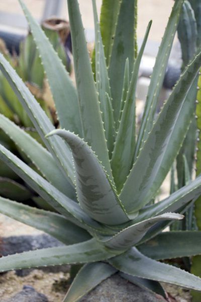 aloe vera - plant is very helpful in clearing and soothing the skin and its juice is good for the stomach