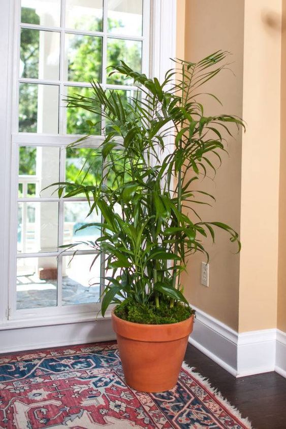 bamboo palm - air purifier - clears the toxins trichloroethylene and benzene from the air