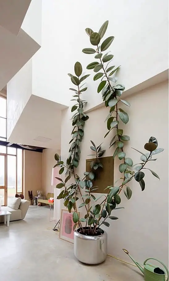rubber tree plant - good air purifier 