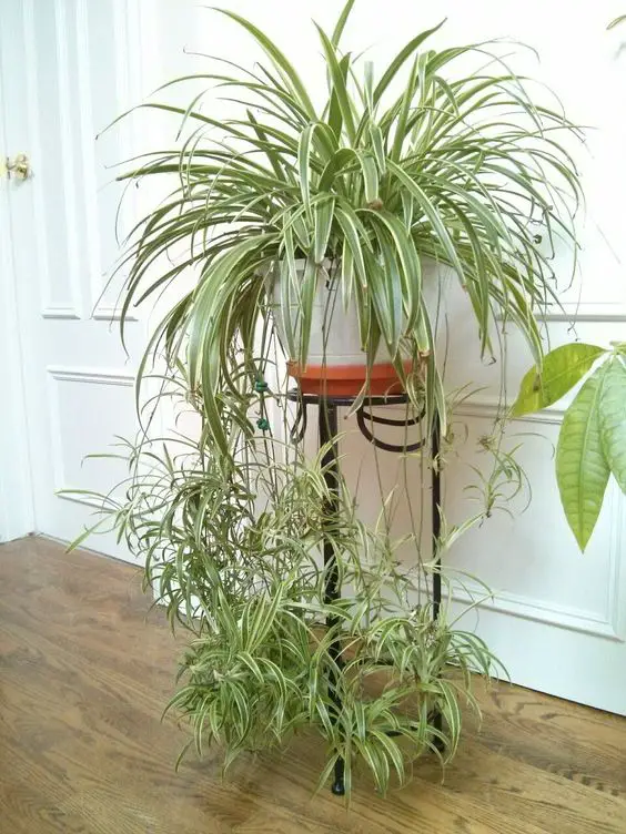 spider plant - NASA recommended air purifier