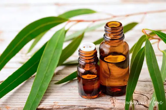 tea tree oil for skin pores