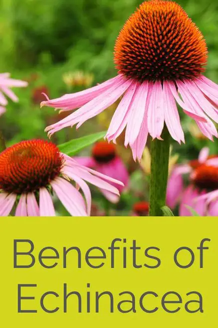 echinacea benefits