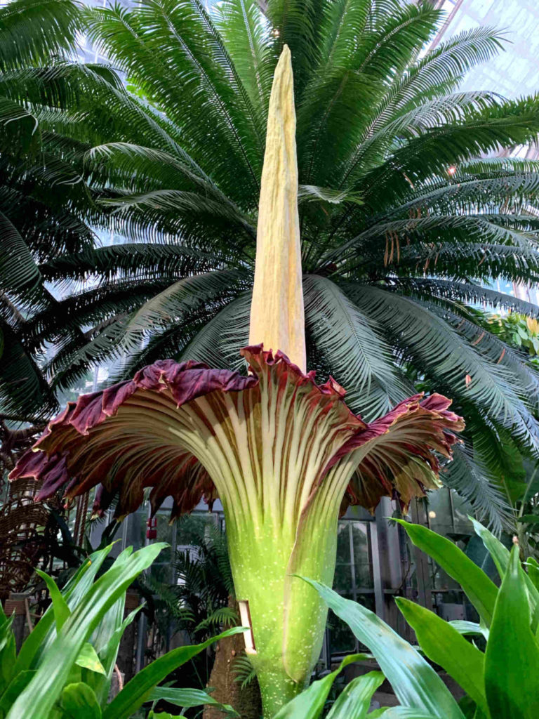 How often does a corpse flower bloom?