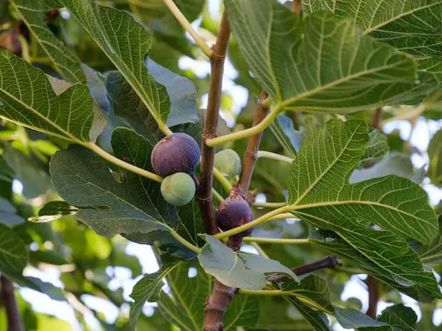 Can Fig Trees Survive Winter