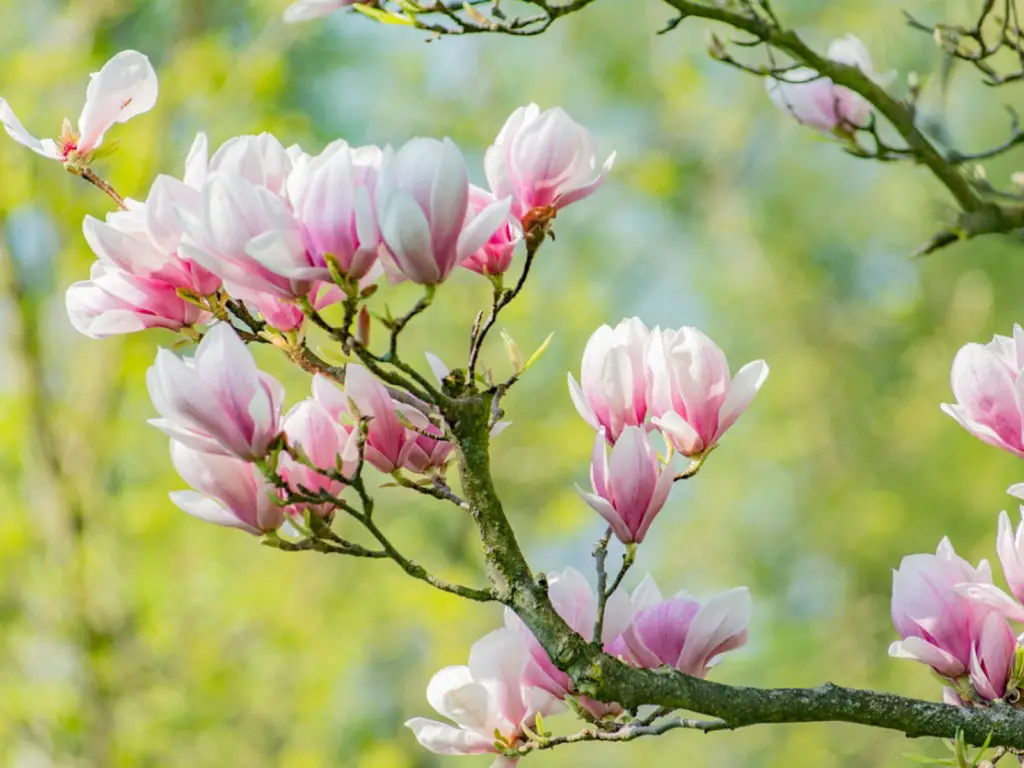 How often does magnolia tree bloom?