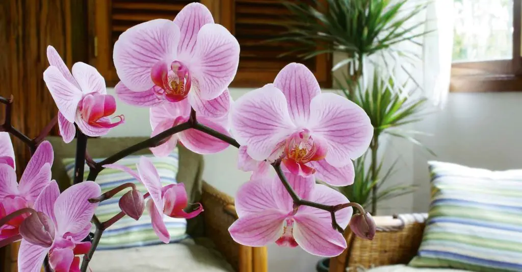How often does orchid bloom?