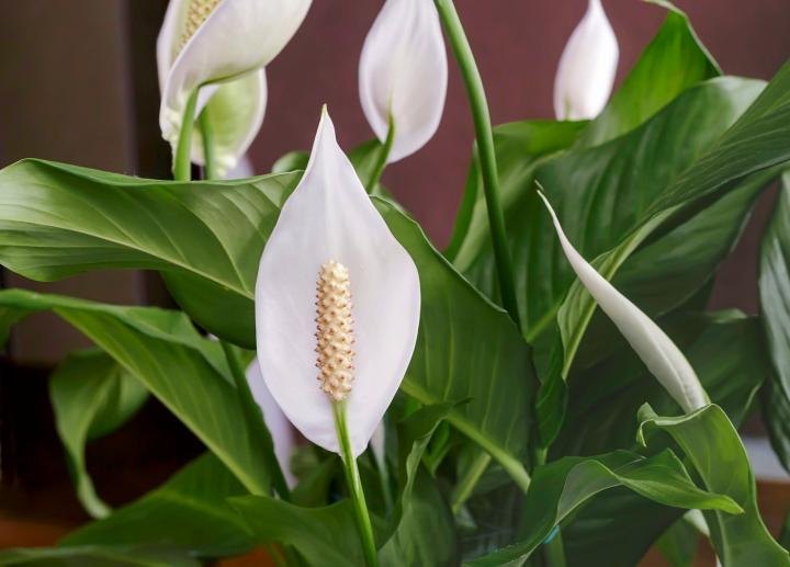 How often does a peace lily bloom?