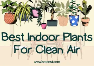 Best Indoor Plants For Clean Air