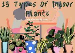 15 Types Of Indoor Plants