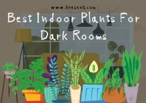 Best Indoor Plants For Dark Rooms