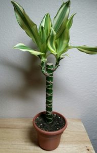 Dracaena corn plant 