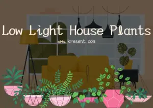 Low Light House Plants