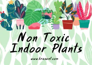 Non Toxic Indoor Plants