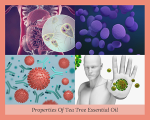 Properties Of Tea Tree Essential Oil