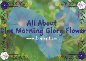 All About Blue Morning Glory Flower