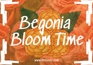 Begonia Bloom Time