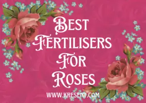 Best  Fertilisers  For  Roses