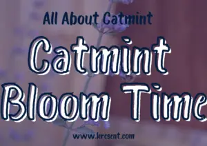 Catmint Bloom Time