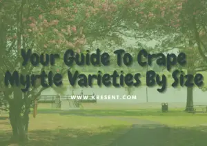Crape Myrtle Varieties By Size