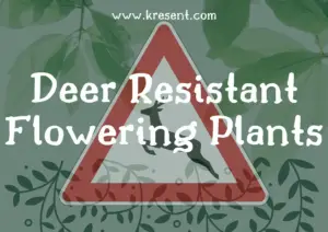 Deer Resistant Flowering Plants