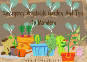 Emergency Vegetable Garden 