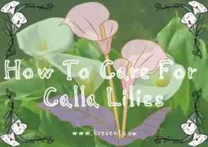 How To Care For Calla Lilies