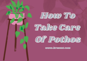 How To Take Care Of Pothos