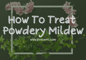 How To Treat Powdery Mildew