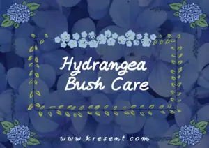 Hydrangea Bush Care