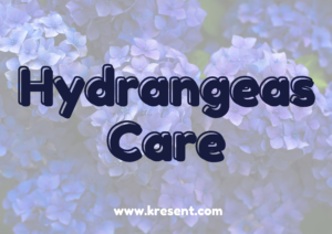 Hydrangeas care