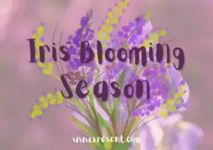 Iris Blooming Season