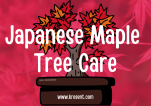 Japanese Maple Tree Care