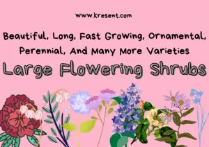 Large Flowering Shrubs