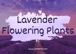 Lavender Flowering Plants