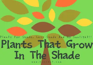 Plants That Grow In The Shade