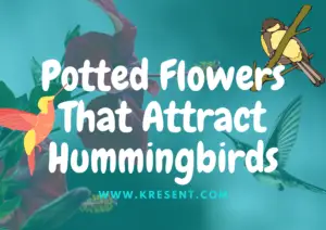 Potted Flowers That Attract Hummingbirds