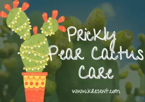 Prickly Pear Cactus Care