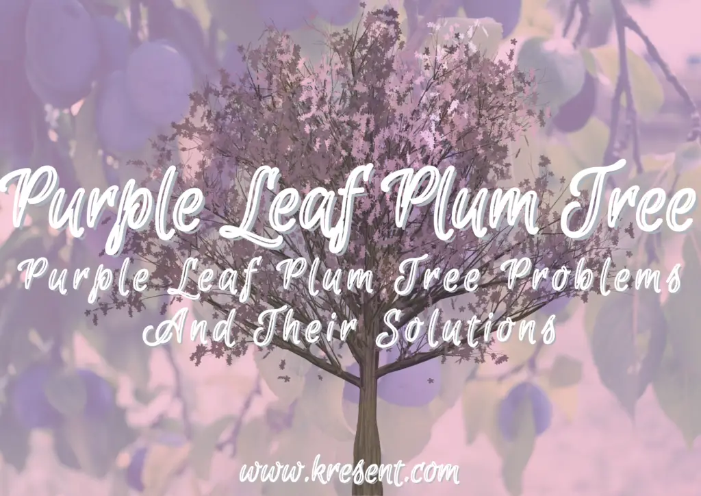 Purple Leaf Plum Tree Problems