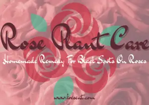Rose Plant Care