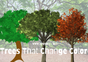 Trees That Change Color