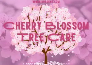 cherry blossom tree care