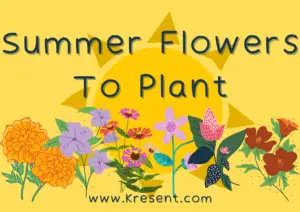 summer flowers to plant