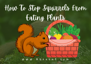how to stop squirrels from eating plants
