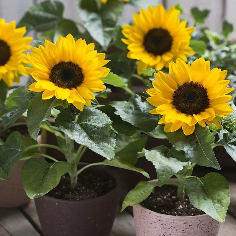 Can sunflowers grow in pots?