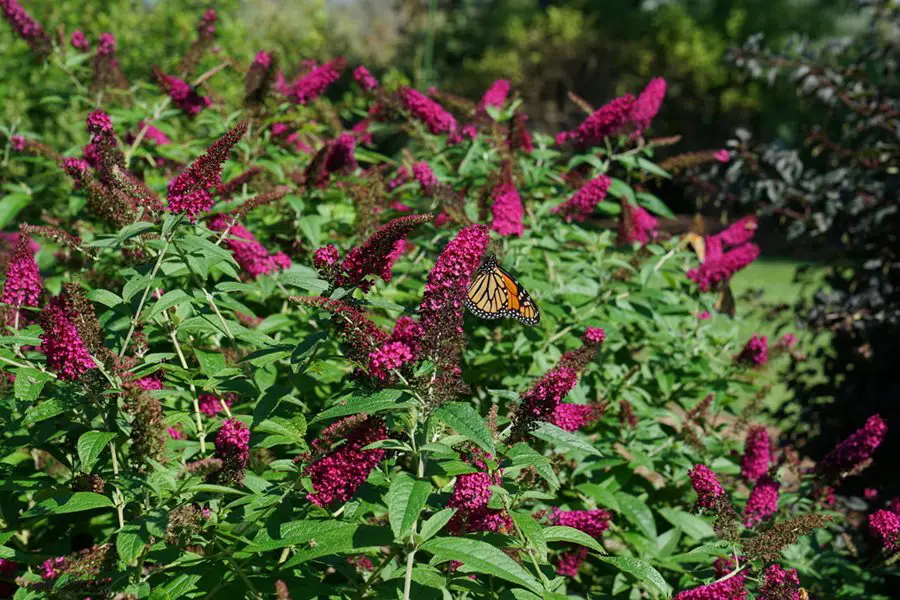 Dwarf Butterfly Bush Care | Dwarf Butterfly Bush Pruning