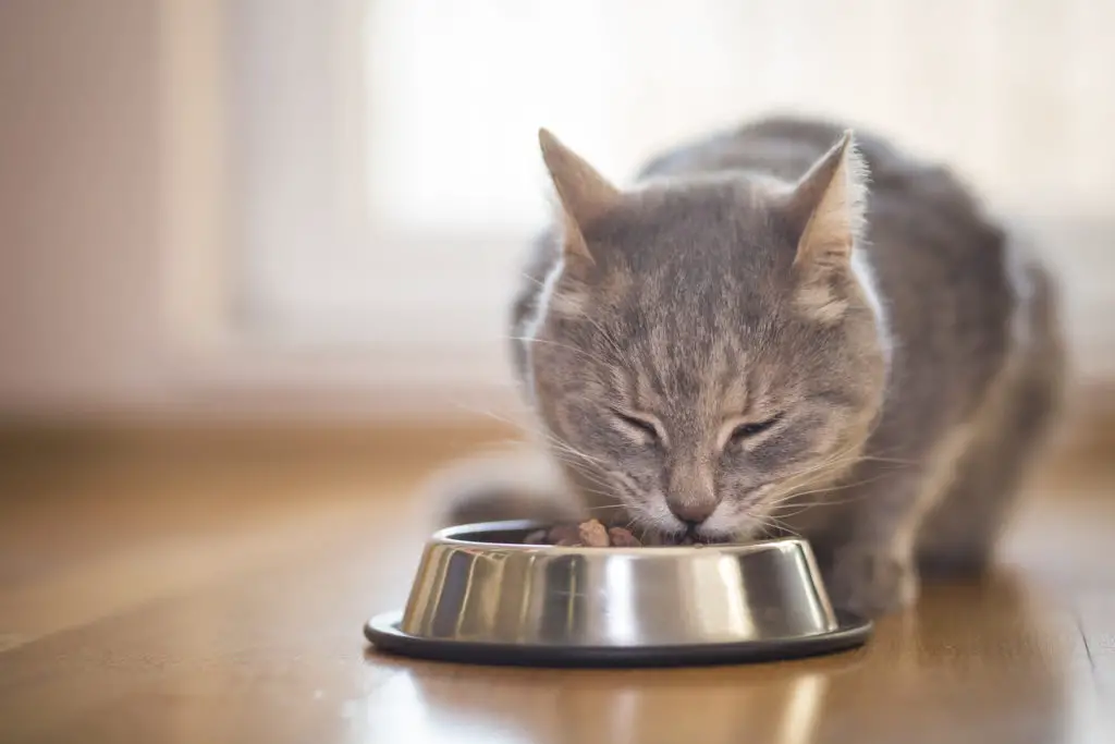 Is cold cat food harmful to cats?